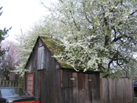 York Alley in spring bloom (click for larger image)